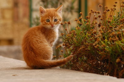 Portrait of cat sitting on a plant