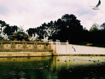 Bird flying over water