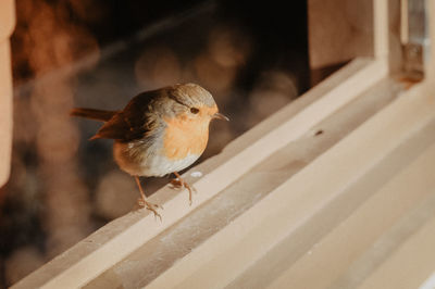 Close-up of bird perching