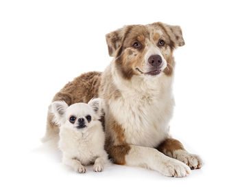 Portrait of puppy sitting against white background