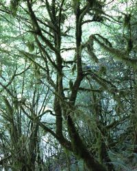 Low angle view of trees in forest