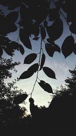 Low angle view of silhouette trees against sky