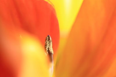 Close-up of red flower