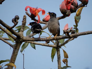 Low angle view of jungle myna birds perching on an indian cotton tree at kaziranga park in india.