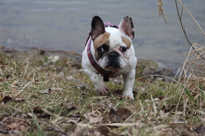 Portrait of dog in park