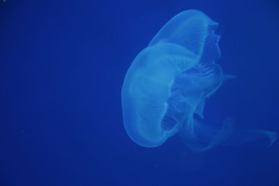 Close-up of jellyfish in sea