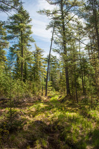 Pine trees in forest