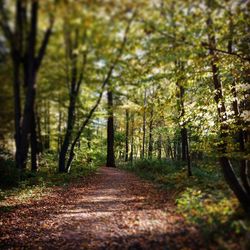 Trees in forest during autumn