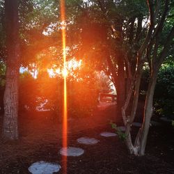 Trees on footpath at park