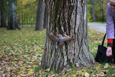 Low section of person standing by tree on field