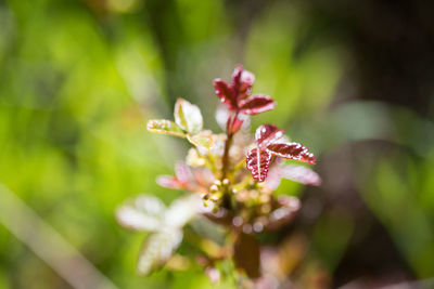 Close-up of red flowering plant