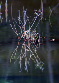 Close-up of plant against blurred background