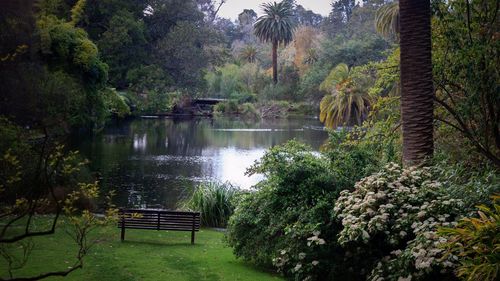 Scenic view of forest