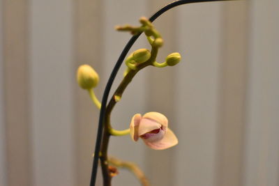 Close-up of flowering plant