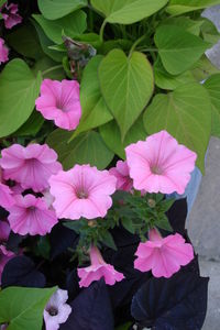 High angle view of pink flowering plant