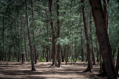 View of trees in forest