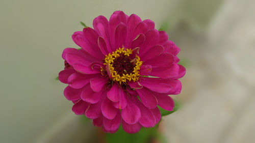 Close-up of flower blooming outdoors