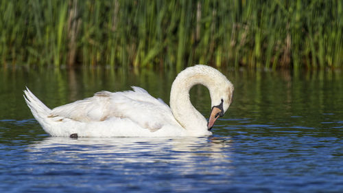 Two swans swimming in water