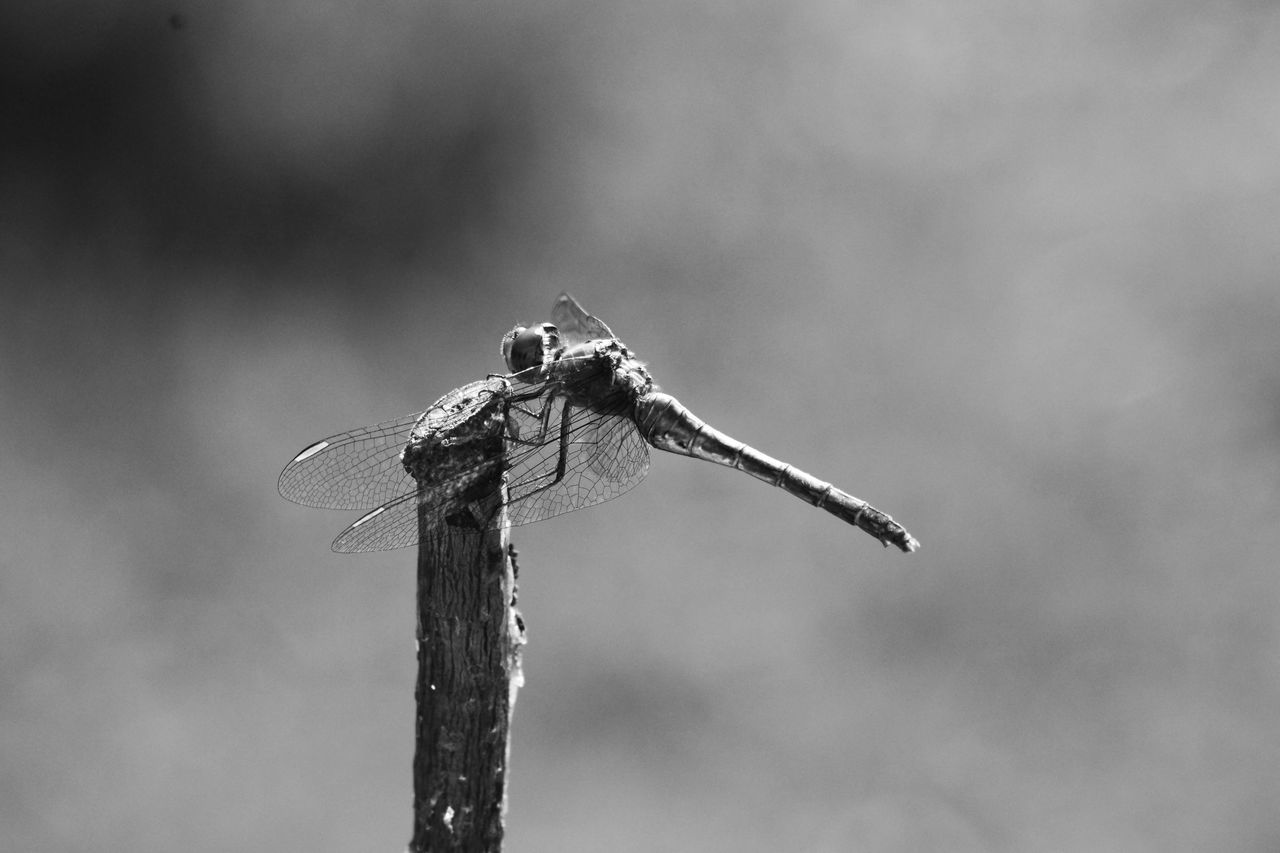 CLOSE UP OF DRAGONFLY