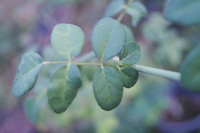 Close-up of berries growing on tree