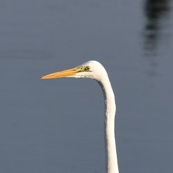 Close-up of gray heron against lake