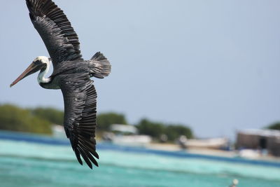 Close-up of pelican flying against clear sky