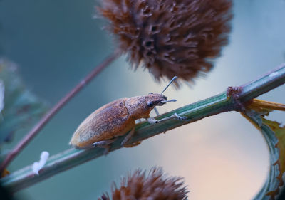 Weevil insect