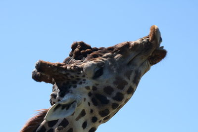 Low angle view of giraffe against clear sky