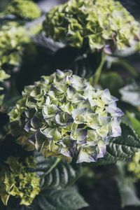 Close-up of purple hydrangea flowers