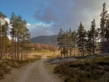 Dirt road amidst trees and plants against sky