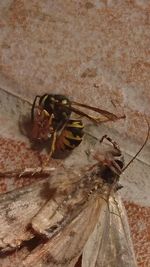 High angle view of bee on wall