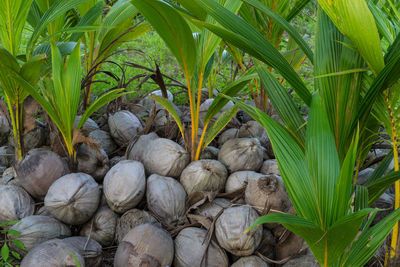 High angle view of coconuts seedlings on field