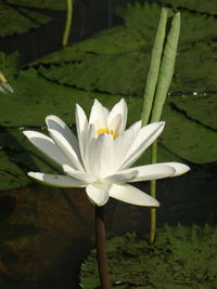 Close-up of lotus water lily in lake