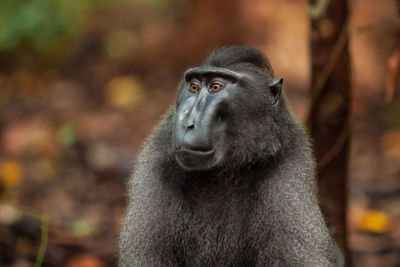 Portrait of monkey looking away in forest