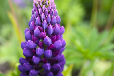 Close-up of purple flowering plant