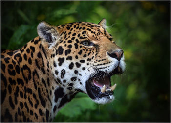 Close-up of leopard roaring