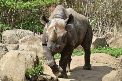 Eastern black rhinoceros on rock at zoo