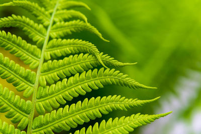 Close-up of fern leaves