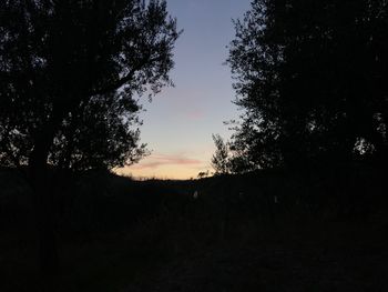 Silhouette trees in forest against sky at sunset
