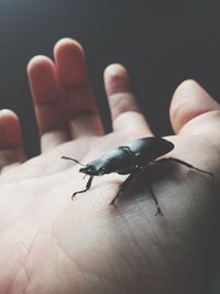 Close-up of hand holding insect on finger