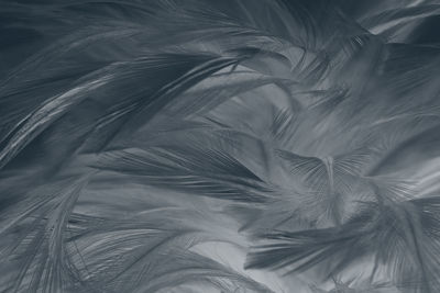 Full frame shot of feathers