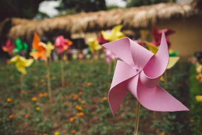 Close-up of pink pinwheel toy on field