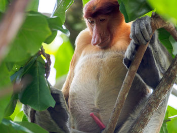 Low angle view of proboscis monkey on branch