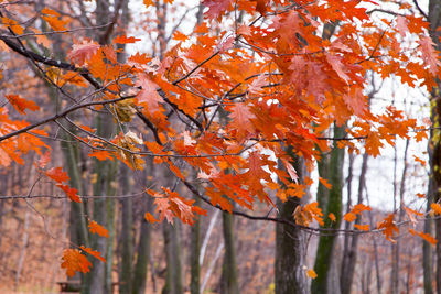 Vibrant red maple leaves on branch, with naked trees in soft focus background