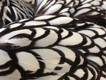 Close-up of a zebra