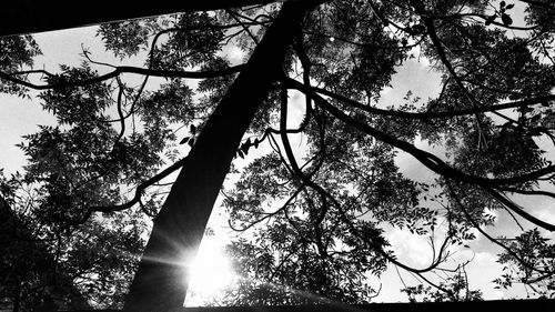 Low angle view of tree against sky