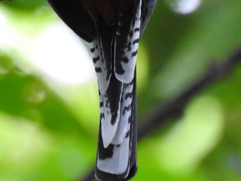 Close-up of horse