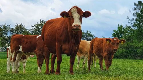 Cows standing in field against sky