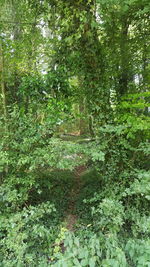 Plants growing in forest