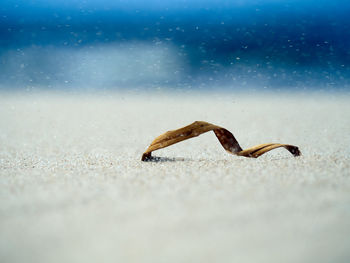 Close-up of crab on beach